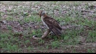 Bird of prey eating snake [upl. by Itsud]