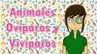 Clasificación de animales ovíparos vivíparos y ovivíparos [upl. by Giltzow426]