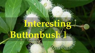 Interesting Buttonbush Facts [upl. by Ainar293]