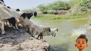 Sheeps in Pond  Sheep 🐑 Swimming 🐑 Lake Crossing Sheeps Jumping Into The River  sheep bathing [upl. by Aliber]