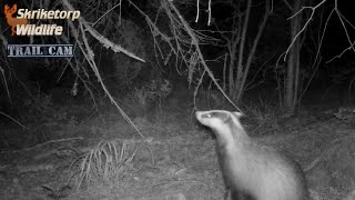 Grävlings grytet måste ligga i närheten Trail Cam [upl. by Yenahpets]