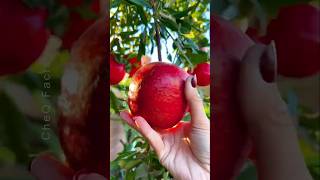 How to Grow Pomegranate Tree at Home plants shorts farming [upl. by Halimaj517]