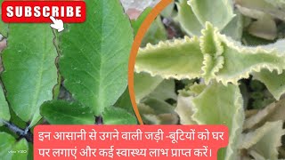 Plant these easytogrow herbs at home and reap numerous health benefits [upl. by Naruq520]