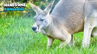 Sympathetic Kangaroo Eating Grass [upl. by Stelu291]