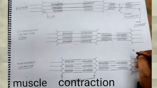 how to draw mechanism of muscle contraction I muscle contraction diagram [upl. by Spracklen]