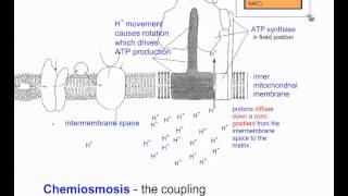 Cellular Respiration Part 6 Chemiosmosis and Summary IB Biology [upl. by Rokach]