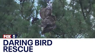 Tree trimmers dramatic rescue of bird of prey  FOX 5 News [upl. by Ahcsat398]