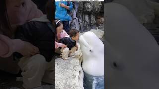 Dolphin kiss the baby😱 shorts shortsfeed [upl. by Merola779]