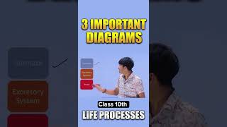 3 Important Diagrams Of Life Processes  Class 10th class10 biology cbse2025 [upl. by Giavani892]