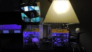 Come Creare Un Abat Jour Particolare Lampada Basile Aquarium Lamp Completamente Finite [upl. by Airad]