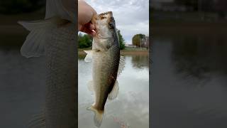 Day 171 365dayschallenge fishingvideo funnyvideos catchinbass [upl. by Kendricks253]