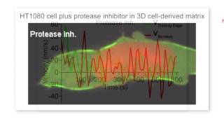 biosights January 2 2017  Tumor cells feel the pressure after protease inhibition [upl. by Lurleen176]