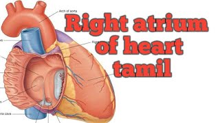 Internal and External features of right atrium of heart in tamil Tamil Tamil kumaranLearning soda [upl. by Ymij]