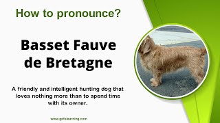 How to pronounce Basset Fauve de Bretagne Correctly in English [upl. by Nagaem]