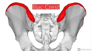 Iliac crest [upl. by Nadabus]