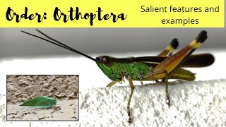 Order Orthoptera  Salient features and examples [upl. by Kcirderfla]