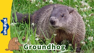 Meet the Animals  Groundhog🐿  Rodents  Wildlife Animals  Groundhog Day Kindergarten [upl. by Lory]