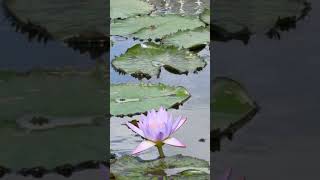 Water Lilies at Atlanta Botanical Garden nature garden sightseeing waterlily [upl. by Slotnick125]