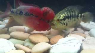 SRD Flowerhorn Vs Jaguar Cichlid [upl. by Sabelle]