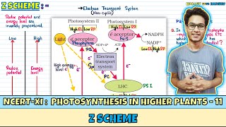 Photosynthesis in Higher Plants Lec 11 Z Scheme Class 11 NEET Harishu [upl. by Eidob]