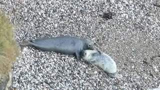 Happy Baby Seal Sounds  17 day old pup gets his belly tickled [upl. by Dieball848]