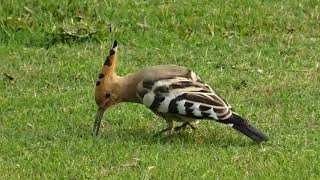 Hoopoe Bird Facts Interesting Facts about Hoopoe Facts about Hoopoe Bird [upl. by Aicetal863]