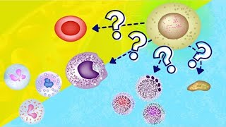 Hemopoiesis  Hematopoiesis  How Blood is Made [upl. by Nickelsen302]