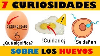 7 Datos Curiosos Que NO Sabias De Los huevos [upl. by Ellerahc]