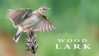 WOODLARK bird singing and chirping in the spring forest bird sounds [upl. by Ahsein]