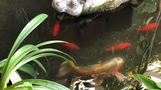 Koi pond waterfall avocado trees [upl. by Eversole]