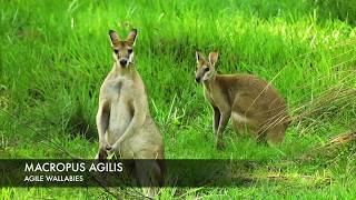 Agile wallabies Macropus agilis [upl. by Leah]