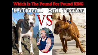 Bull Terrier VS Pitbull quotWho Will Winquot [upl. by Michail]