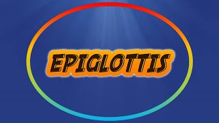 ROLE OF EPIGLOTTIS [upl. by Alehs]