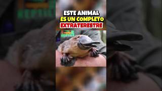 ORNITORRINCO ornitorrinco animal especie viral interesante sabiasque [upl. by Iam501]