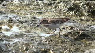 Quelques oiseaux du Mexique  Pélican brun  Grand Héron  Quiscale à longue queue [upl. by Jerrol]