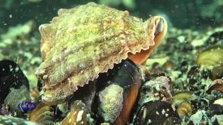 Dangerous invasive species Veined whelk Rapana venosa Рапана [upl. by Oitaroh]