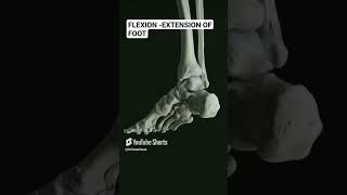 Foot Dorsiflexion and Plantarflexion footpain anatomy science [upl. by Annayoj54]