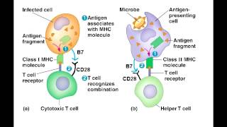 T Cell Activation  T helper amp Cytotoxic T Cell Activation best explanation [upl. by Yelac]