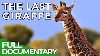 The Last Giraffe  How the Worlds Tallest Land Animal Became Extinct  Free Documentary Nature [upl. by Annoek]