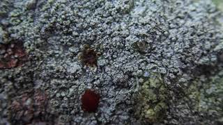 Lichen 1 of four white crustose lichens on sandstone capstone of Settle Swimming Pool Wall [upl. by Hedwig]