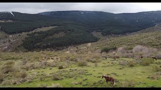 Caballos salvajes en Madrid Abril 2024 [upl. by Bernard68]