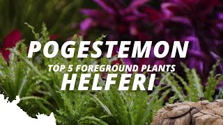 Pogostemon Helferi What are the most popular foreground plants  Part 2  5 [upl. by Akyre324]