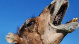 The Amazing Dromedary Camel [upl. by Gnos]