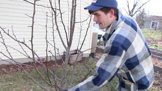 How to Prune Pear Trees That Have Become Too Overgrown [upl. by Hanej]