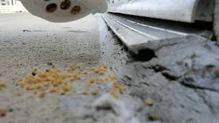 Crazy Ants In San Antonio [upl. by Troc]