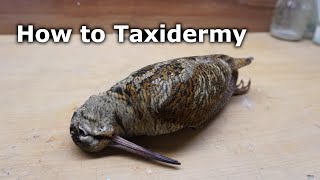 How to Taxidermy a Woodcock [upl. by Nahtiek355]