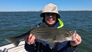 Rt 90 Rockfish  April 9 2017  Fishing Ocean City Maryland [upl. by Wagner]