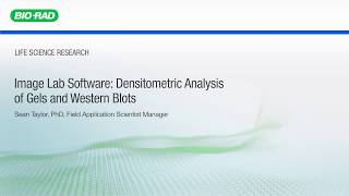 Image Lab Software Densitometric Analysis of Gels and Western Blots [upl. by Aelyk]