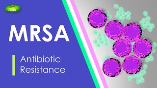 MRSA  Methicillin Resistant  Staphylococcus aureus  Antibiotic Resistance  Basic Science Series [upl. by Nyrehtak400]