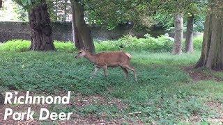 Richmond Park Deer [upl. by Shaner]